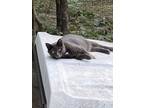 Adopt Anastasia a Domestic Short Hair, Russian Blue