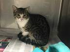 Adopt AVERY a Brown Tabby Domestic Shorthair / Mixed (short coat) cat in