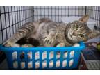 Adopt Heather (FCID# 05/30/2023-9 Brandywine PS Event) C a Gray or Blue (Mostly)