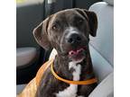 Adopt Clemmy Lou a Pit Bull Terrier / Mixed dog in Spring Hill, KS (38436983)