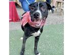 Adopt Faith a Labrador Retriever / Mixed dog in Spring Hill, KS (38474391)