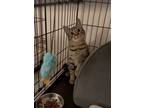 Adopt Sia a Bengal, Domestic Short Hair