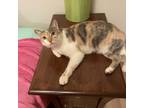 Adopt Patches a Domestic Short Hair