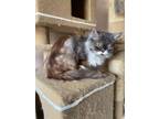 Adopt Lilyana a Maine Coon, Persian