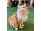 Adopt Wael a Persian