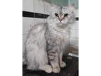 Adopt Garfa- Siberian/Himalayan Mixed a Siberian