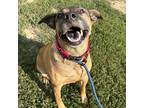 Adopt Vivie a Labrador Retriever / Mixed dog in Spring Hill, KS (38427137)