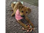Adopt Cheeto a Black Mouth Cur / Terrier (Unknown Type, Medium) / Mixed dog in