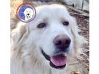 Adopt Tammie Lynn a Great Pyrenees / Mixed dog in Portland, OR (38416447)