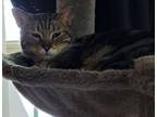 Adopt Scout a Tabby
