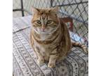 Adopt Miss Kitty a Orange or Red Domestic Shorthair / Mixed cat in East