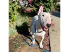 Adopt Billie a White - with Tan, Yellow or Fawn Bull Terrier / Mixed dog in