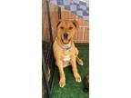 Adopt Tank a Red/Golden/Orange/Chestnut Labrador Retriever / Mixed dog in Rancho