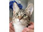 Adopt Barracuda a Gray or Blue (Mostly) Domestic Shorthair / Mixed (short coat)