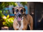 Adopt Dalila a Black Mouth Cur / Anatolian Shepherd / Mixed dog in Seattle