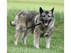 Adopt LORENT a Gray/Blue/Silver/Salt & Pepper Norwegian Elkhound / Mixed dog in
