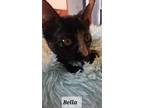 Adopt Bella the Sweet Torti Kitten a Tortoiseshell Domestic Shorthair / Mixed