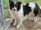 Adopt Chrissy a White - with Black Sheltie, Shetland Sheepdog / Mixed dog in