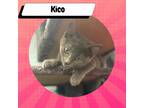 Adopt Kico a Gray or Blue American Shorthair / Mixed cat in Suisun