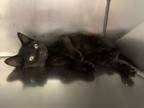 Adopt Now&Later a All Black Domestic Shorthair / Domestic Shorthair / Mixed cat