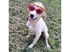 Adopt Delray a Tan/Yellow/Fawn Labrador Retriever / Mixed dog in Chattanooga