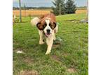 Adopt Layla a Saint Bernard