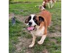 Adopt Lizzy a Saint Bernard