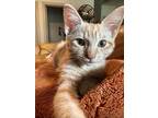 Adopt Cora M a Orange or Red Domestic Shorthair / Mixed cat in ROSENBERG