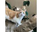 Adopt Zeus a American Shorthair