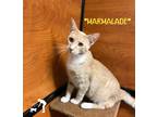 Adopt Marmalade a Orange or Red Tabby Domestic Shorthair (short coat) cat in