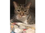 Adopt Racer a Domestic Short Hair