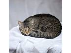 Adopt Friscoe a Domestic Short Hair, American Shorthair