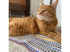 Adopt Mattie a Orange or Red Domestic Shorthair / Mixed cat in Colorado Springs