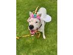 Adopt Argentina* a Dogo Argentino / Mixed dog in Pomona, CA (38418745)