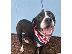 Adopt Boomy a Pit Bull Terrier, Mixed Breed