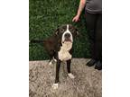 Adopt Boomy a Pit Bull Terrier, Mixed Breed