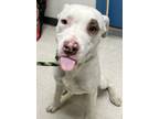 Adopt Echo a Pit Bull Terrier, Mixed Breed