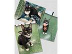Adopt Jo Jo a Domestic Shorthair / Mixed cat in Naples, FL (38378729)