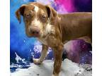 Adopt Jack Ryan a Mixed Breed