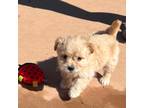Maltipoo Puppy for sale in Valley Center, CA, USA