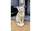 Adopt Millie O'Brien a White Domestic Shorthair (short coat) cat in Portland