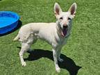 Adopt SIGOURNEY a White German Shepherd Dog / Mixed dog in Tustin, CA (38592229)