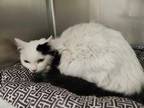 Adopt Jasper "Pandy a Domestic Long Hair