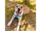 Adopt Rocko a Mixed Breed