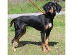 Adopt Toby Keith 39286 a Black and Tan Coonhound