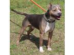 Adopt Draco 38994 a Pit Bull Terrier