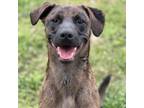 Adopt Brendan a Catahoula Leopard Dog