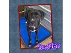 Adopt Snorlax a Labrador Retriever