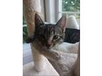 Adopt Conrad a Brown Tabby Domestic Shorthair / Mixed (short coat) cat in