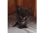 Adopt Luke a Domestic Medium Hair